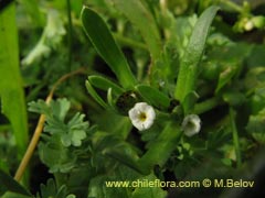 Bild von Cryptantha sp. #1497 ()