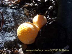 Bild von Cyttaria espinosae (Digee/Lihuee)
