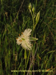 Imgen de Trichopetalum plumosum (Flor de la plumilla)