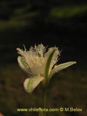 Image of Trichopetalum plumosum (Flor de la plumilla)