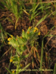 Bild von Amsinckia sp. #1588 (Ortiguilla/Hierba rocilla)