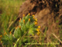 Bild von Amsinckia sp. #1588 (Ortiguilla/Hierba rocilla)