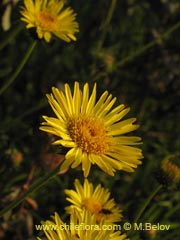 Image of Haplopappus sp. #1589 ()