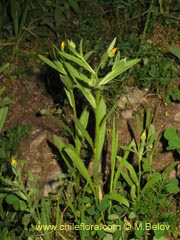 Image of Unidentified Plant #2373 ()