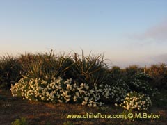 Bild von Bahia ambrosoides (Chamiza blanca/Manzanilla cimarrona)