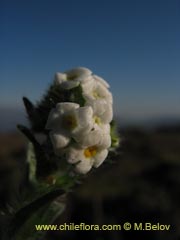 Bild von Cryptantha sp. #1590 ()