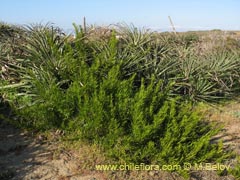 Bild von Heliotropium stenophyllum (Palito negro)