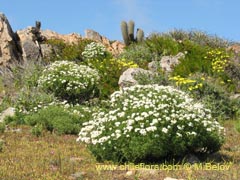 Image of Bahia ambrosoides (Chamiza blanca/Manzanilla cimarrona)