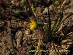Image of Unidentified Plant #1884 ()