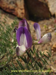 Bild von Astragalus sp. #1591 ()