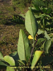 Image of Unidentified Plant #2400 ()