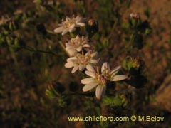 Image of Leucheria sp. #1658 ()