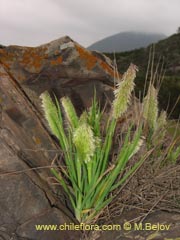 Bild von Lamarkia aurea ()