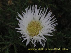 Bild von Centaurea sp. #1499 ()