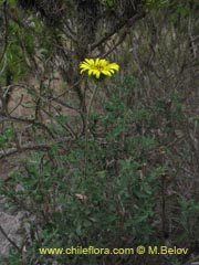 Image of Unidentified Plant #1886 ()