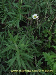 Image of Unidentified Plant #1889 ()