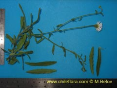 Image of Unidentified Plant #1889 ()