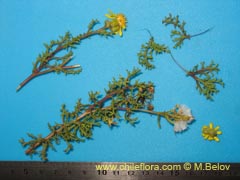 Image of Senecio sp. #1606 ()