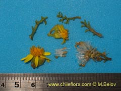 Image of Senecio sp. #1606 ()