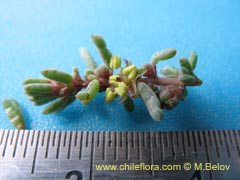 Bild von nicht bestimmte Pflanze #2388 ()