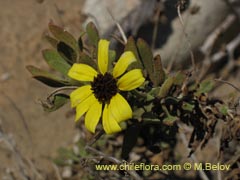 Bild von Encelia canescens (Coronilla del fraile)