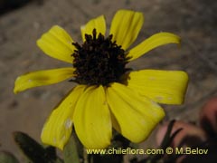 Bild von Encelia canescens (Coronilla del fraile)