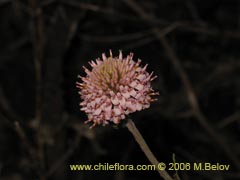 Imgen de Polyachyrus sp. #1555 (Borln de alforja)