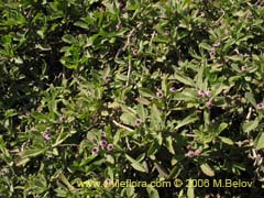 Image of Unidentified Plant #2316 ()