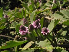 Image of Unidentified Plant #2316 ()