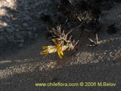 Image of Chuquiraga ulicina ()