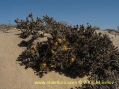 Bild von Chuquiraga ulicina ()