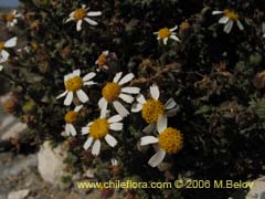 Bild von nicht bestimmte Pflanze #2389 ()