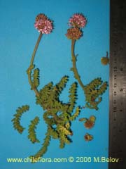 Image of Polyachyrus sp. #1609 ()