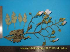 Bild von Cristaria sp. #1611 ()