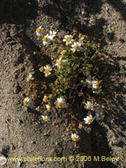 Image of Unidentified Plant #1852 ()