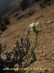Image of Unidentified Plant #2318 ()