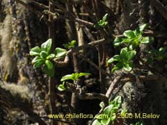 Image of Unidentified Plant #2319 ()