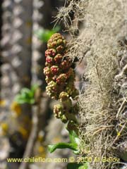 Image of Unidentified Plant #2319 ()
