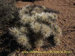 Bild von Cylindropuntia tunicata ()