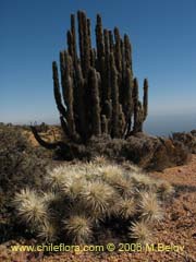 Bild von Cylindropuntia tunicata ()