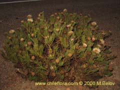 Image of Unidentified Plant #1853 ()