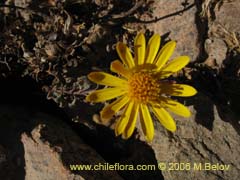 Image of Chaetanthera glabrata (Chinita)