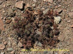 Image of Unidentified Plant #2314 ()