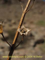 Image of Unidentified Plant #2314 ()