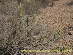 Image of Unidentified Plant #2315 ()
