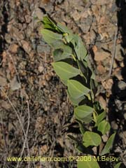 Image of Unidentified Plant #2315 ()