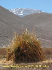 Image of Unidentified Plant #2395 ()