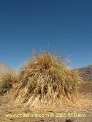 Image of Unidentified Plant #2395 ()