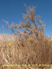 Image of Unidentified Plant #2396 ()