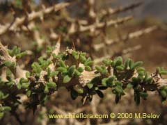 Image of Unidentified Plant #2396 ()